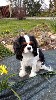  - Cavalier King Charles Tricolore et Ruby