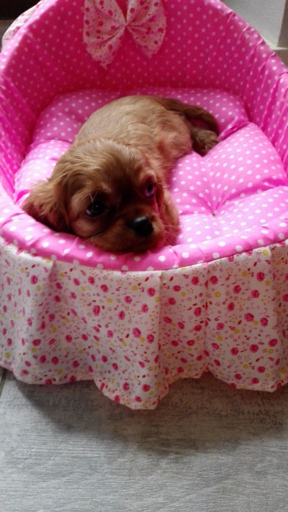 D'Athis - Chiot disponible  - Cavalier King Charles Spaniel
