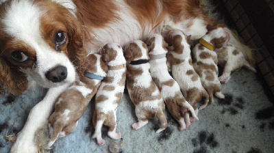 D'Athis - Cavalier King Charles Spaniel - Portée née le 22/03/2022