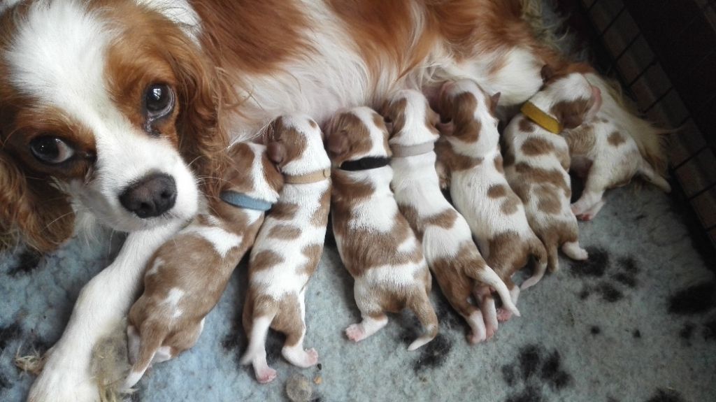 D'Athis - Available Puppies - Cavalier King Charles Spaniel