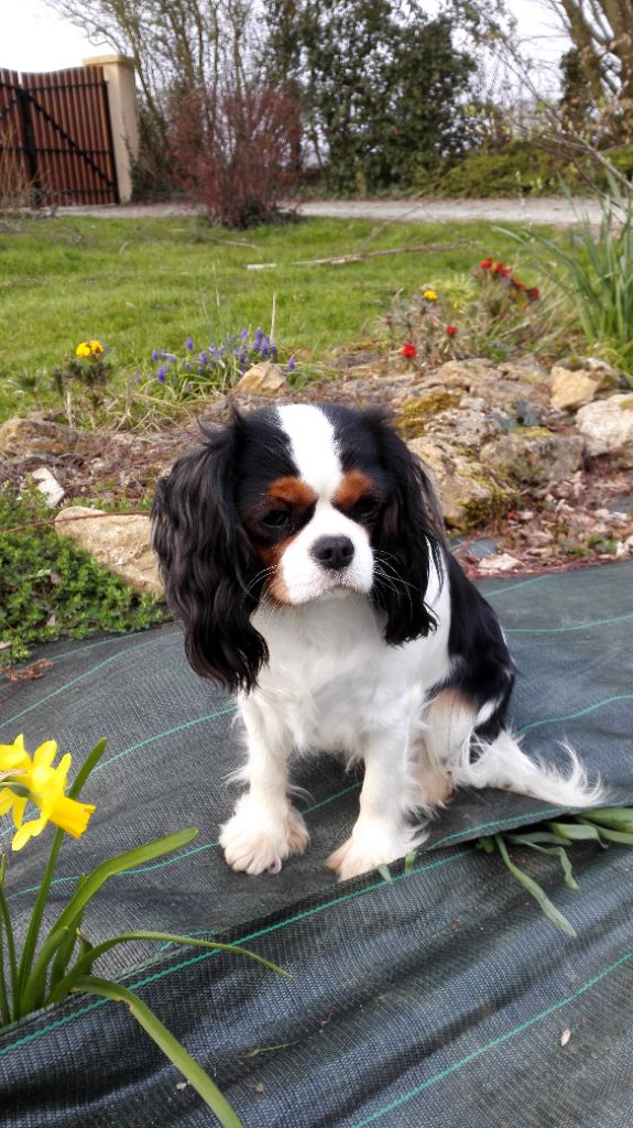 Cavalier King Charles Tricolore et Ruby