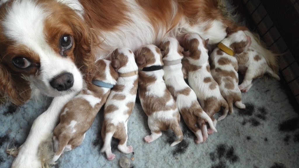 D'Athis - Chiots disponibles - Cavalier King Charles Spaniel